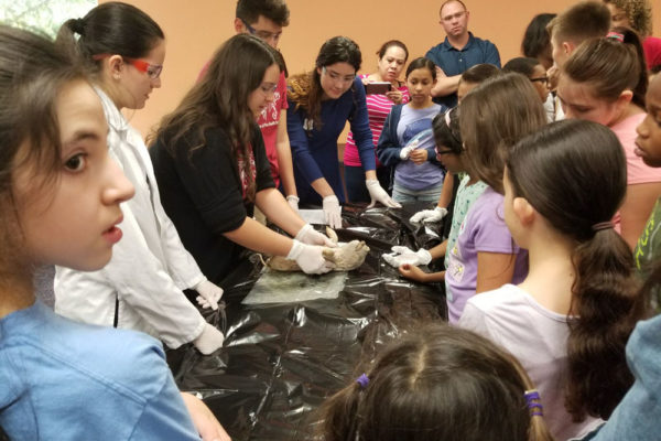 1-27-18-science-in-the-city-dissections-workshop-at-miami-lakes-library-26 Exploring Parallels Between Animal and Human Anatomy STEM Workshop at Miami Lakes Library